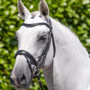Cassano Snaffle Bridle Black