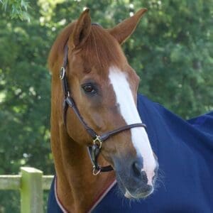 Hennaroso Rolled Anatomic Leather Head Collar