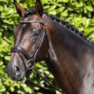 Stellazio Anatomic Snaffle Bridle with Flash