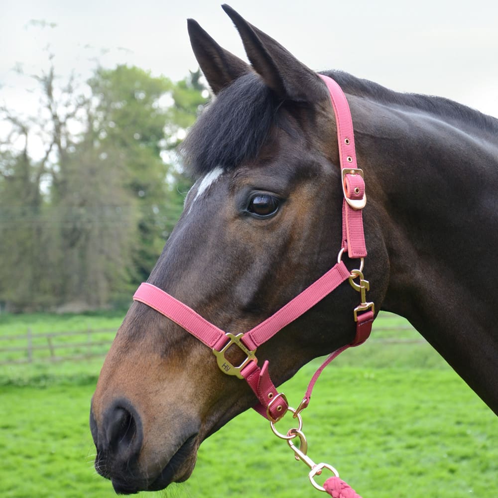 Hy Equestrian Rose Gold Head Collar & Lead Rope - Image 4