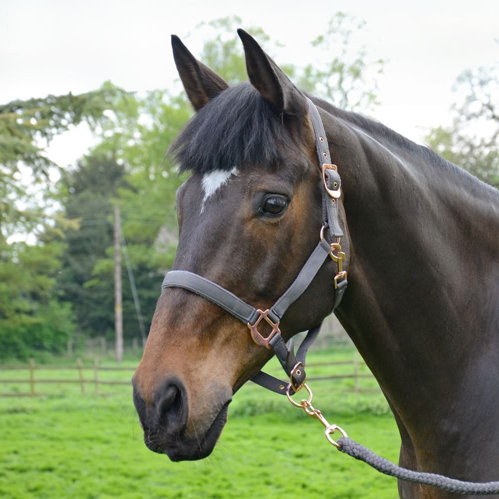 Hy Equestrian Rose Gold Head Collar & Lead Rope - Image 2