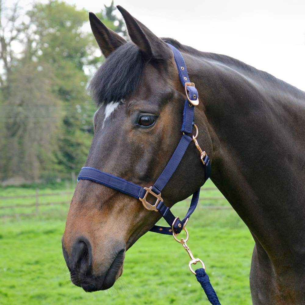 Hy Equestrian Rose Gold Head Collar & Lead Rope - Image 6