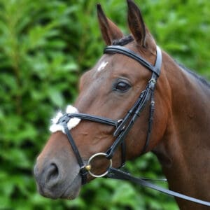 Bridles & Reins