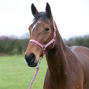 Hy Equestrian Synergy Head Collar
