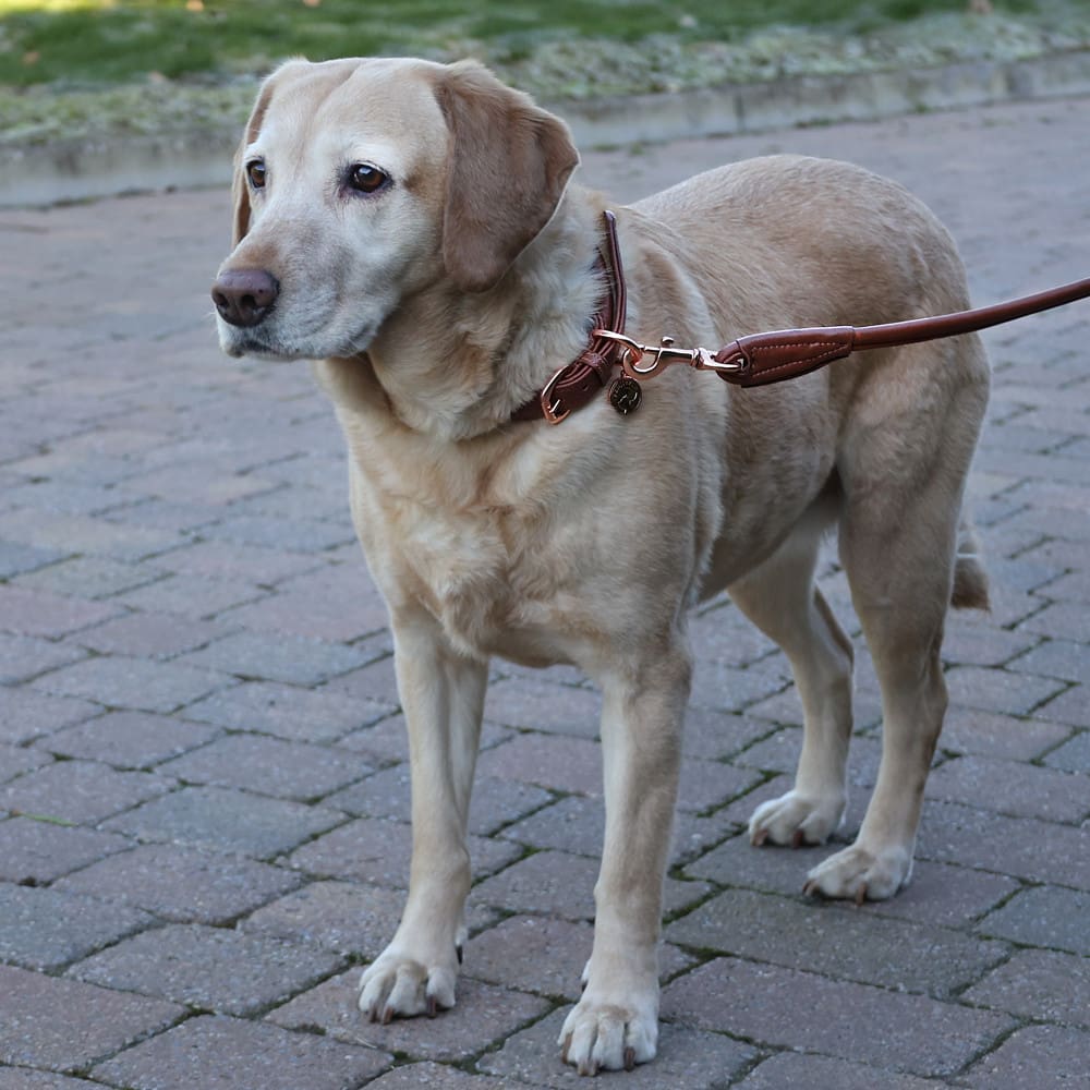 Benji & Flo Superior Rolled Leather Dog Lead - Image 3